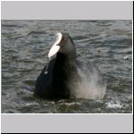 Fulica atra - Blaesshuhn 01.jpg